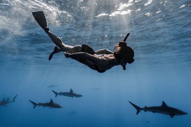 Open Water Shark Dive - The Hale‘iwa Shark Swim: Why This Feels Different