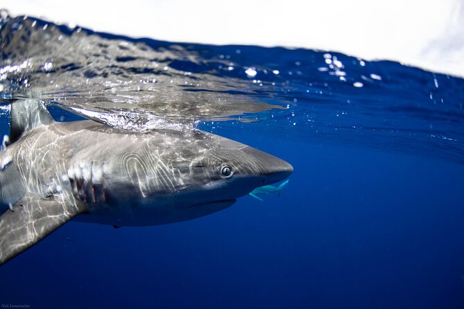 Open Water Shark Dive - The Shark Briefing: Rules That Keep You Calm (and They Help the Sharks)