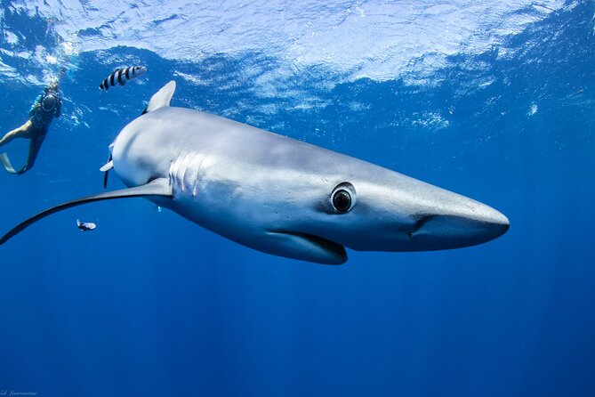 Open Water Shark Dive - On the Ride Back: Learning What You Just Saw (Instead of Guessing)