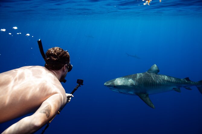 Open Water Shark Dive - Who Should Book This (and Who Should Skip It)