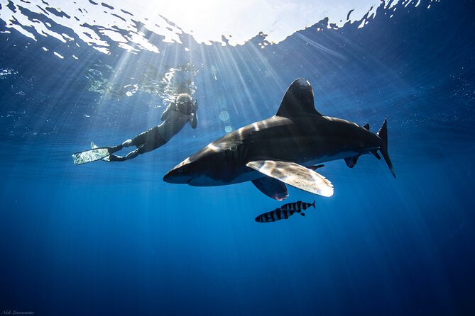 Open Water Shark Dive - Safety Diver First: How the Crew Reads the Water Before You Go In