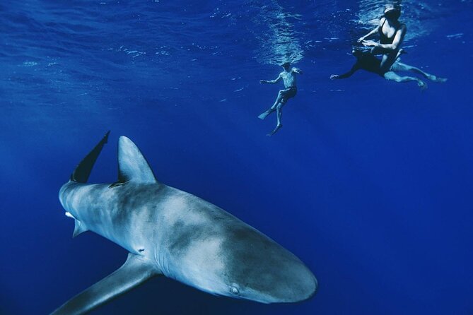 Pelagic Shark Dive Tour - Quick takeaways before you go