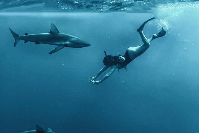 Pelagic Shark Dive Tour - Oahu’s North Shore: the open-water shark snorkel sweet spot