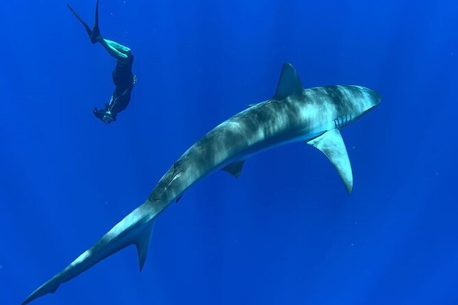 Pelagic Shark Dive Tour - In the water: how the team makes a shark encounter feel controlled