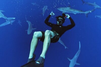 Pelagic Shark Dive Tour - Getting to the boat: Islandview Hawaii at Haleiwa’s Small Boat Harbor