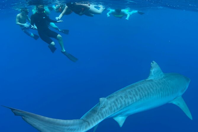 Pelagic Shark Dive Tour - What you might see: gray reef, hammerheads, tiger sharks, plus winter sightings