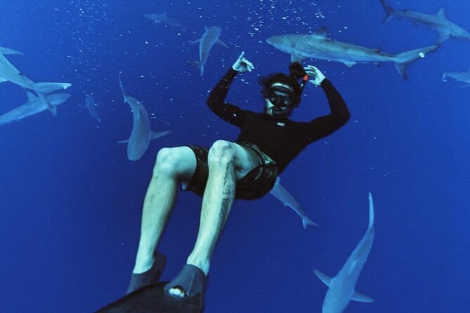Pelagic Shark Dive Tour - Getting to the boat: Islandview Hawaii at Haleiwa’s Small Boat Harbor