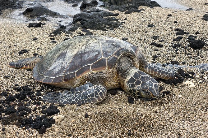 Private Circle Island Tour we build your dream Itinerary - North Shore Energy: Haleiwa, Kahuku Food Trucks, Dole, and Macadamia Stops