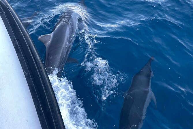 Private Fishing Charter for Family and Friends in Honolulu - Wildlife spotting: whales, dolphins, and green sea turtles