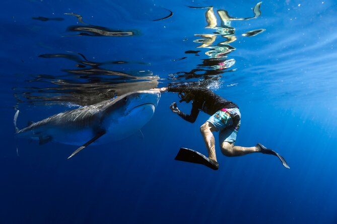Safe and Educational Shark Dive from Haleiwa: Sharks Guaranteed - Key moments that make this Haleiwa shark swim worth it