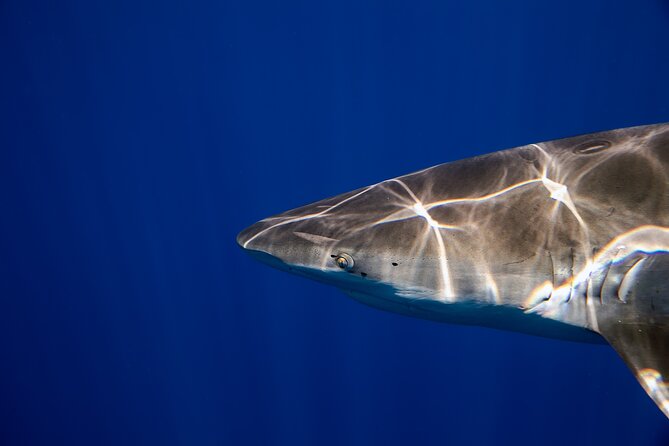 Safe and Educational Shark Dive from Haleiwa: Sharks Guaranteed - What the water time looks like: gear, rope setup, and multiple short swims