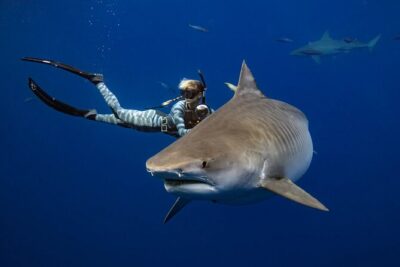 Safe and Educational Shark Dive from Haleiwa: Sharks Guaranteed - The pre-water briefing: behavior lessons that calm the nerves