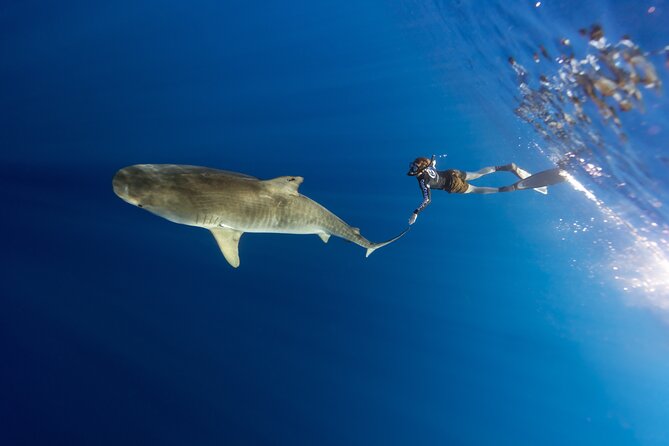 Safe and Educational Shark Dive from Haleiwa: Sharks Guaranteed - Seeing sharks and more: how the guide helps you spot the right animals