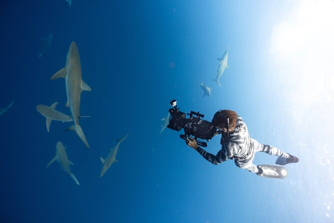 Safe and Educational Shark Dive from Haleiwa: Sharks Guaranteed - Safety, crew energy, and the human side of doing something intense