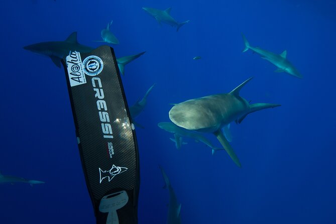 Safe and Educational Shark Dive from Haleiwa: Sharks Guaranteed - Price and value: is $165.71 fair for this kind of encounter?