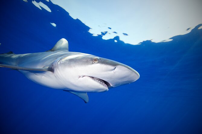 Safe and Educational Shark Dive from Haleiwa: Sharks Guaranteed - Motion sickness and nerves: simple prep that makes the trip easier