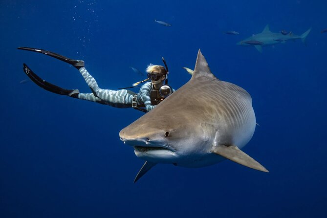 Safe and Educational Shark Dive from Haleiwa: Sharks Guaranteed - The pre-water briefing: behavior lessons that calm the nerves