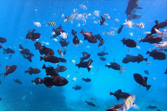Sail and Turtle Snorkeling Tour in Waikiki - Price and Value: Is $99 Worth It?