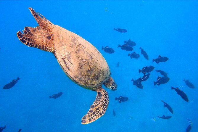 Sail and Turtle Snorkeling Tour in Waikiki - Who This Tour Fits Best (And Who Might Want Another Option)