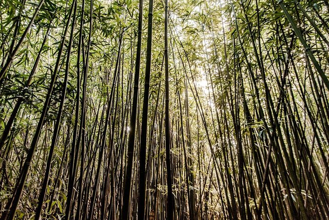 Self guided Hike Trail to Nature Walk & Waterfall - Manoa Falls in Rainbow Valley: what you’re really signing up for