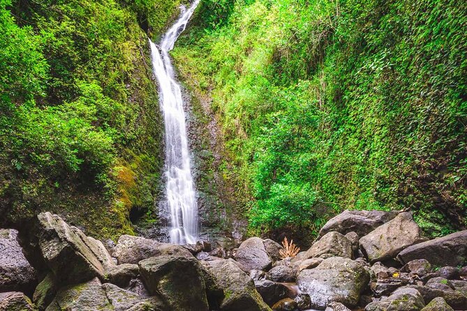 Self guided Hike Trail to Nature Walk & Waterfall - Stop-by-stop: Manoa Falls Trail, movie-famous Manoa Falls, and the coffee/plantation moment