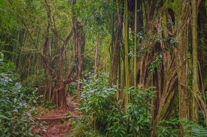 Self guided Hike Trail to Nature Walk & Waterfall - What to pack and how to stay comfortable on a muddy rainforest trail