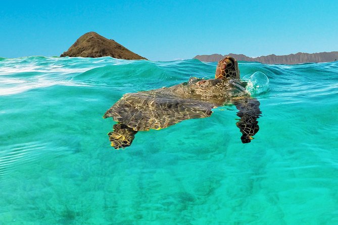 Self-Guided Kayaking Discovery in Kailua, Oahu - Gear you’ll use all day (and how to prep for it)