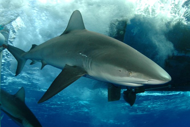 Shark Cage Diving on Oahu’s North Shore - Key takeaways before you book