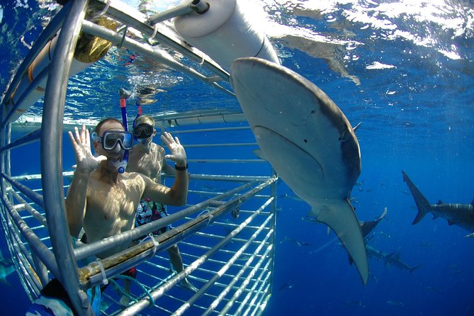 Shark Cage Diving on Oahu’s North Shore - Inside the cage: how the viewing actually works