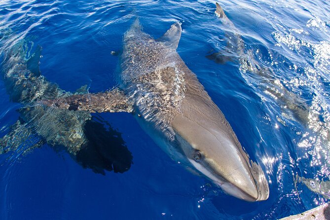 Shark Cage Diving on Oahu’s North Shore - Small-group energy and guide personalities you’ll remember