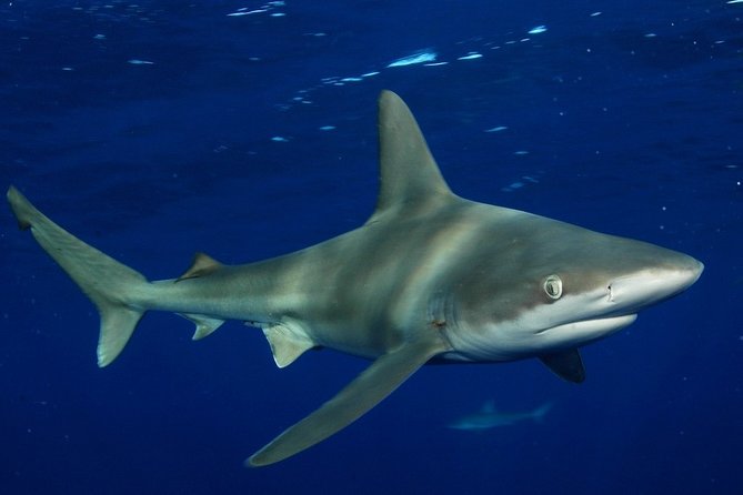 Shark Cage Diving on Oahu’s North Shore - What your 2 hours look like (and where the time feels “worth it”)