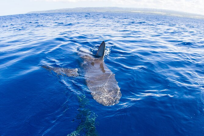Shark Cage Diving on Oahu’s North Shore - Sharks on Oahu’s North Shore: what you’re most likely to see