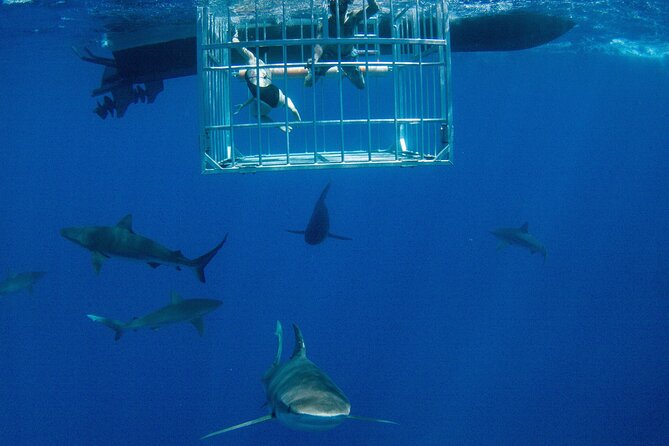 Shark Cage Diving On "The World Famous North Shore of Oahu", Hawaii - Key highlights at a glance