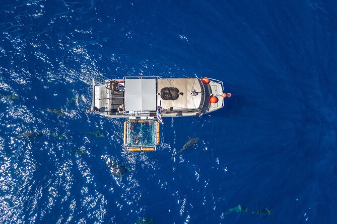 Shark Cage Diving On "The World Famous North Shore of Oahu", Hawaii - North Shore shark cage snorkeling: what the experience is really like