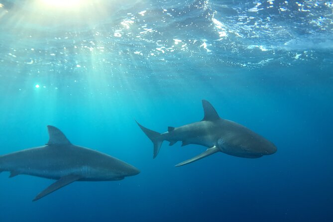 Shark-Dive Tour on Oahu's North Shore - Key things to know before you go