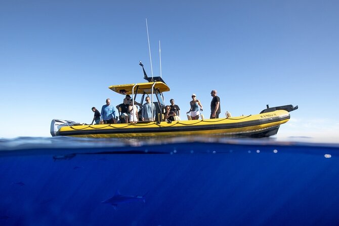 Shark-Dive Tour on Oahu's North Shore - Should you book this shark swim tour?
