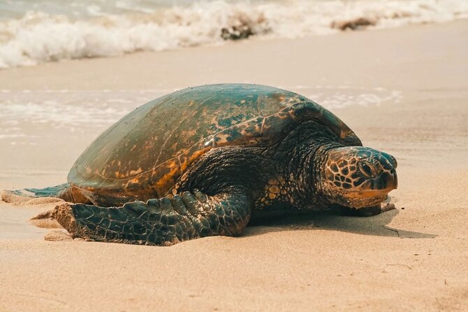 Small Group North Shore Circle Island Tour Oahu - Morning flow: how the day is paced from 9:00 am