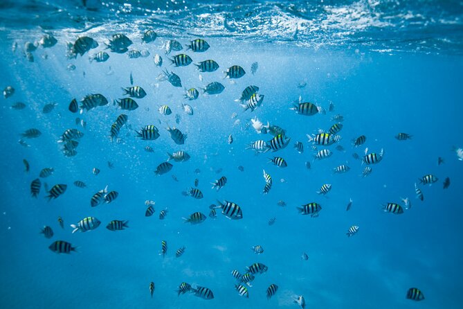Small Group Turtle Canyon Snorkel in Waikiki (Boat Tour) - Diamond Head cruise: scenery plus wildlife watch time