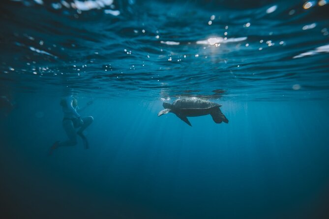 Small Group Turtle Canyon Snorkel in Waikiki (Boat Tour) - Safety support that doesn’t feel bossy