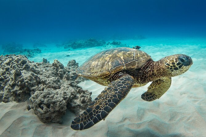 Snorkeling with Sea Turtles in Waikiki Hawaii Boat Tour - Snorkeling With Sea Turtles: What Happens in the Water