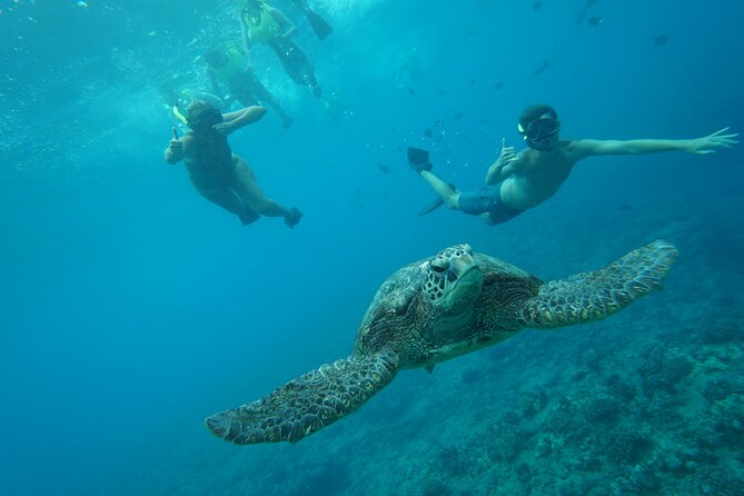Snorkeling with Sea Turtles in Waikiki Hawaii Boat Tour - Who This Tour Fits Best (and Who Should Rethink It)