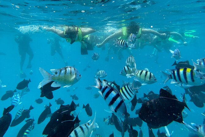 Snorkeling with Sea Turtles in Waikiki Hawaii Boat Tour - Value for $125: What You’re Getting for Your Money