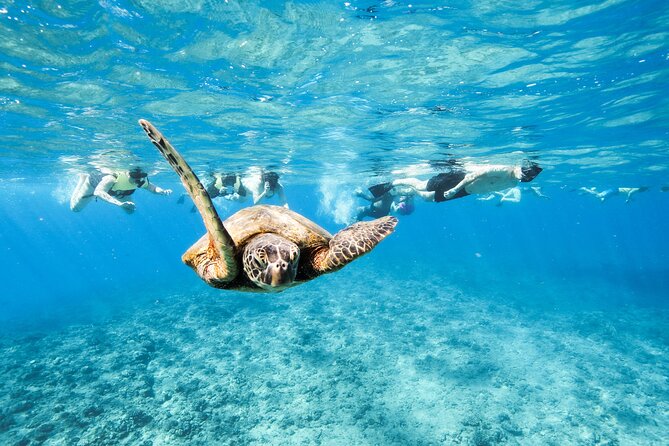 Snorkeling with Sea Turtles in Waikiki Hawaii Boat Tour - Getting to Kewalo Basin and Timing Your Day Right