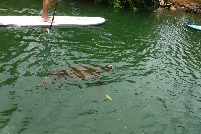 Stand Up Paddle Nature and Turtle tour-Guaranteed to see turtles - Turtle-focused paddling on Oahu’s North Shore