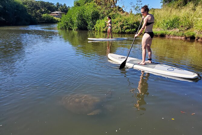 Stand Up Paddle Nature and Turtle tour-Guaranteed to see turtles - Price and value: is $172.77 worth it?