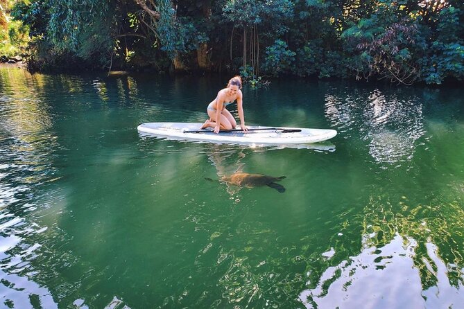 Stand Up Paddle Nature and Turtle tour-Guaranteed to see turtles - Where the tour starts in Haleiwa (and why it can feel confusing)