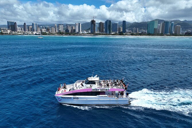 Sunset Cruise & Whale Watching from Oahu - Whale and dolphin sightings: what the crew tries to find