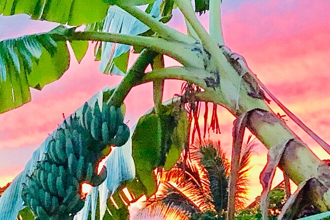 Surf Lessons on the North Shore of Oahu - Sea Turtle Spotting Plus a Free Turtle Tour