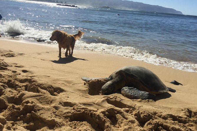 Surf Lessons on the North Shore of Oahu - The First 15 Minutes: Beach Basics That Actually Translate