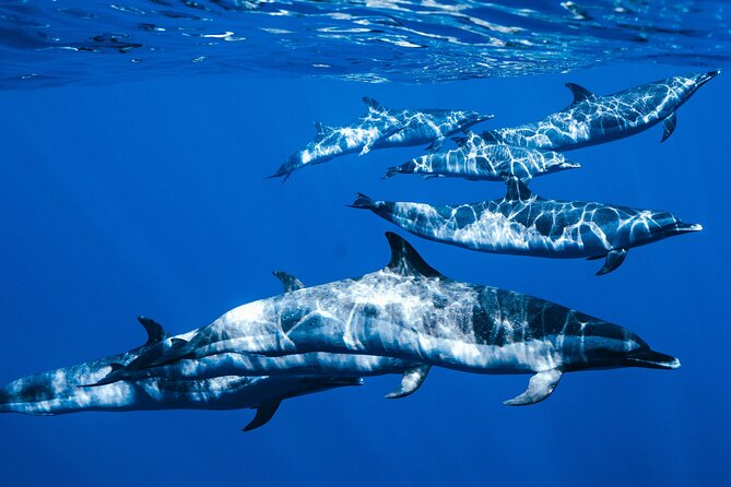 Swim with Dolphins Catamaran with Waterslide & Lunch on Oahu - A Fast Morning Off Waiʻanae Small Boat Harbor